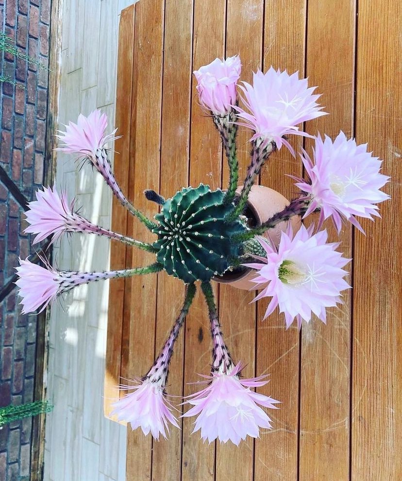 🌵 Echinopsis Oxygona Kaktüsü Bakımı: Göz Alıcı Çiçeklere Ulaşmanın Sırları
