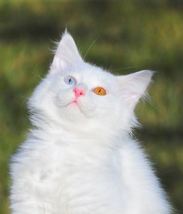 Beyaz bir kedi, biri mavi diğeri turuncu iki farklı renkte gözleriyle hafif yukarıya bakıyor.