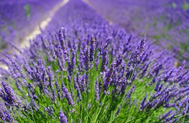 Lavanta Yetiştiriciliği: Bahçenize Morun Güzelliğini Katın