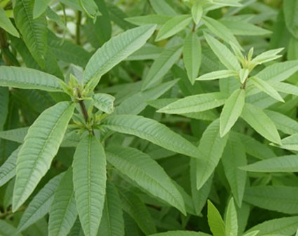 🌿 Melisa (Limon Otu) Bakım Rehberi