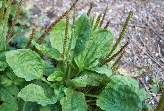 Sinir Otu Nedir? Faydaları Nelerdir?