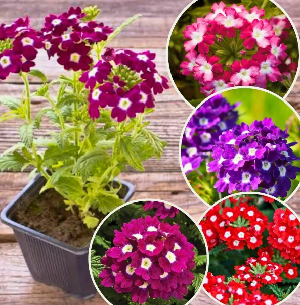 Yer Minesi Çiçeği Bakımı Nasıl Olmalıdır?