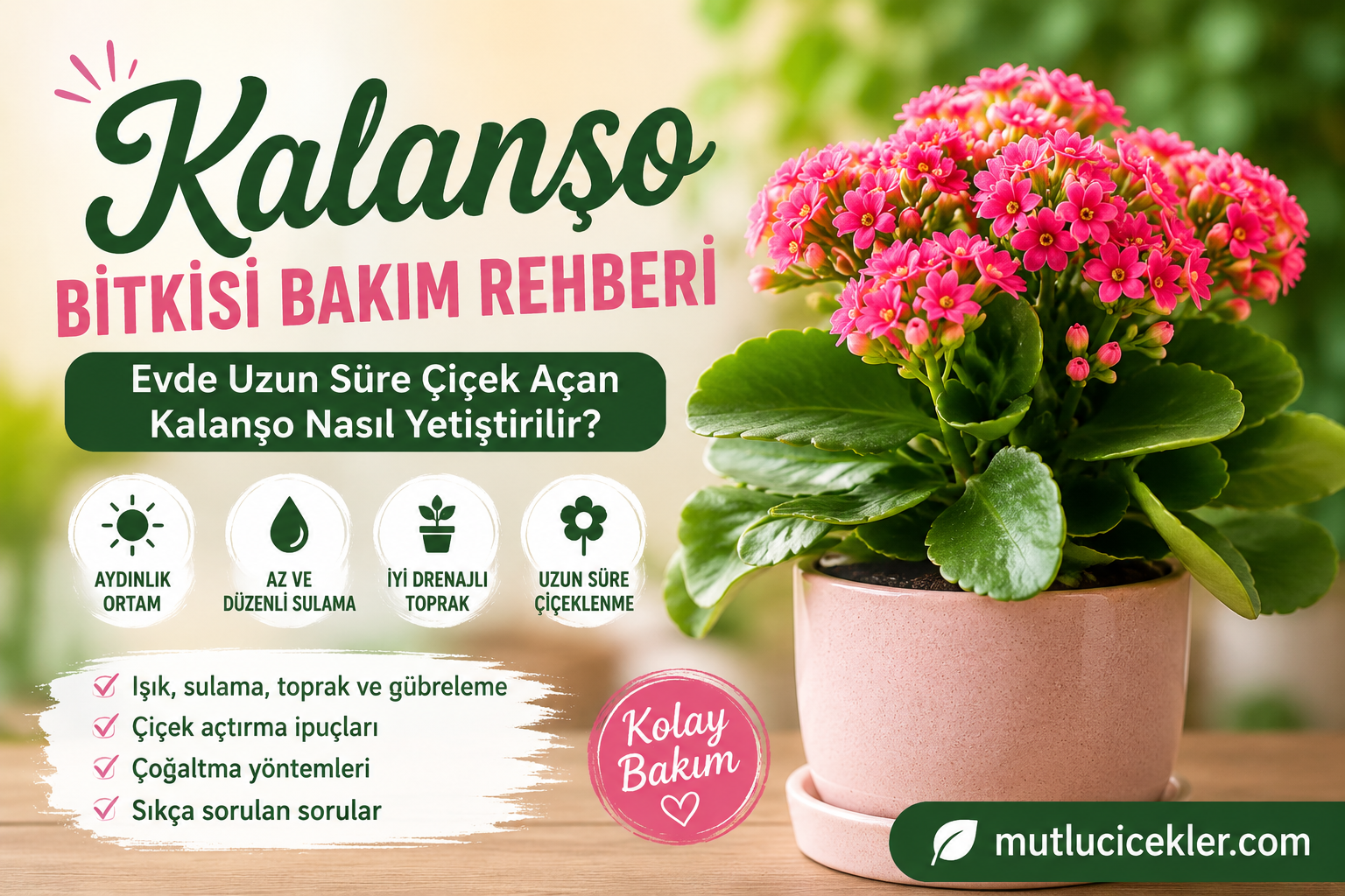 Kalanşo Bitkisi Bakım Rehberi 🌸🌞