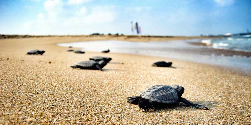 Caretta Carettaların Yuvası 700’e Ulaştı!