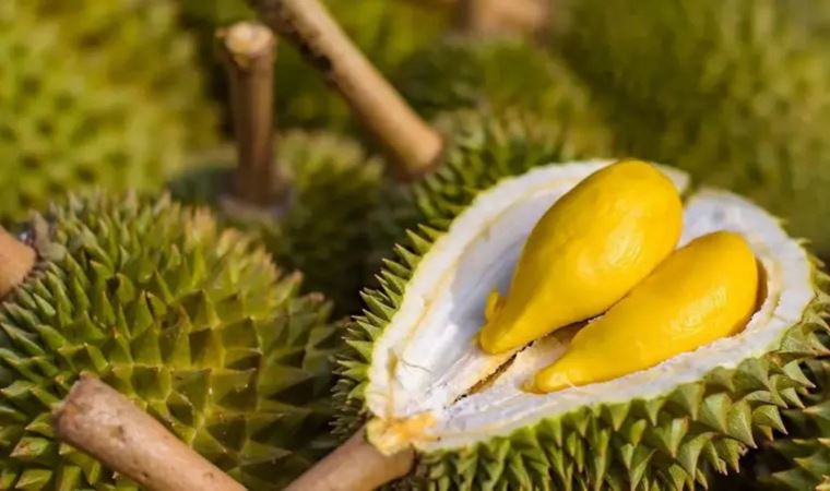 Durian Meyvesi Nedir? Durian Meyvesi Faydaları Nelerdir?
