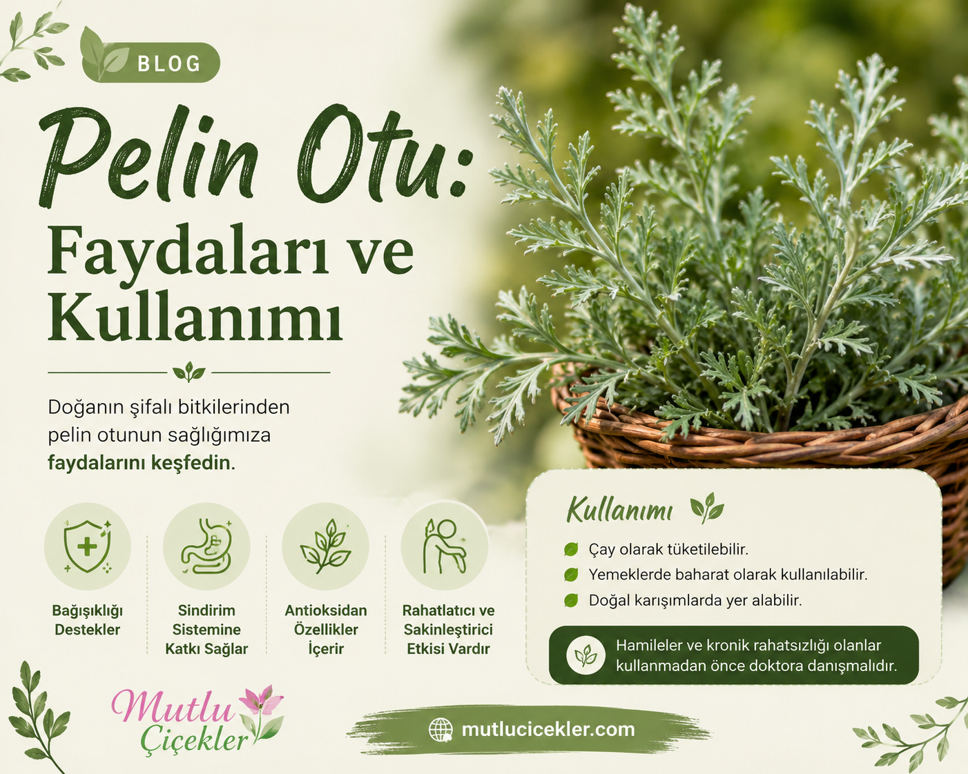 Pelin Otu: Faydaları ve Kullanımı 🌿