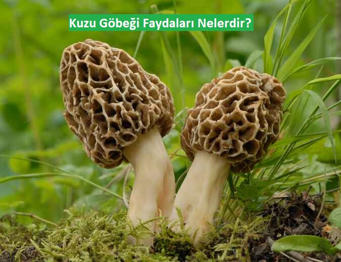 Kuzu Göbeği Faydaları Nelerdir?