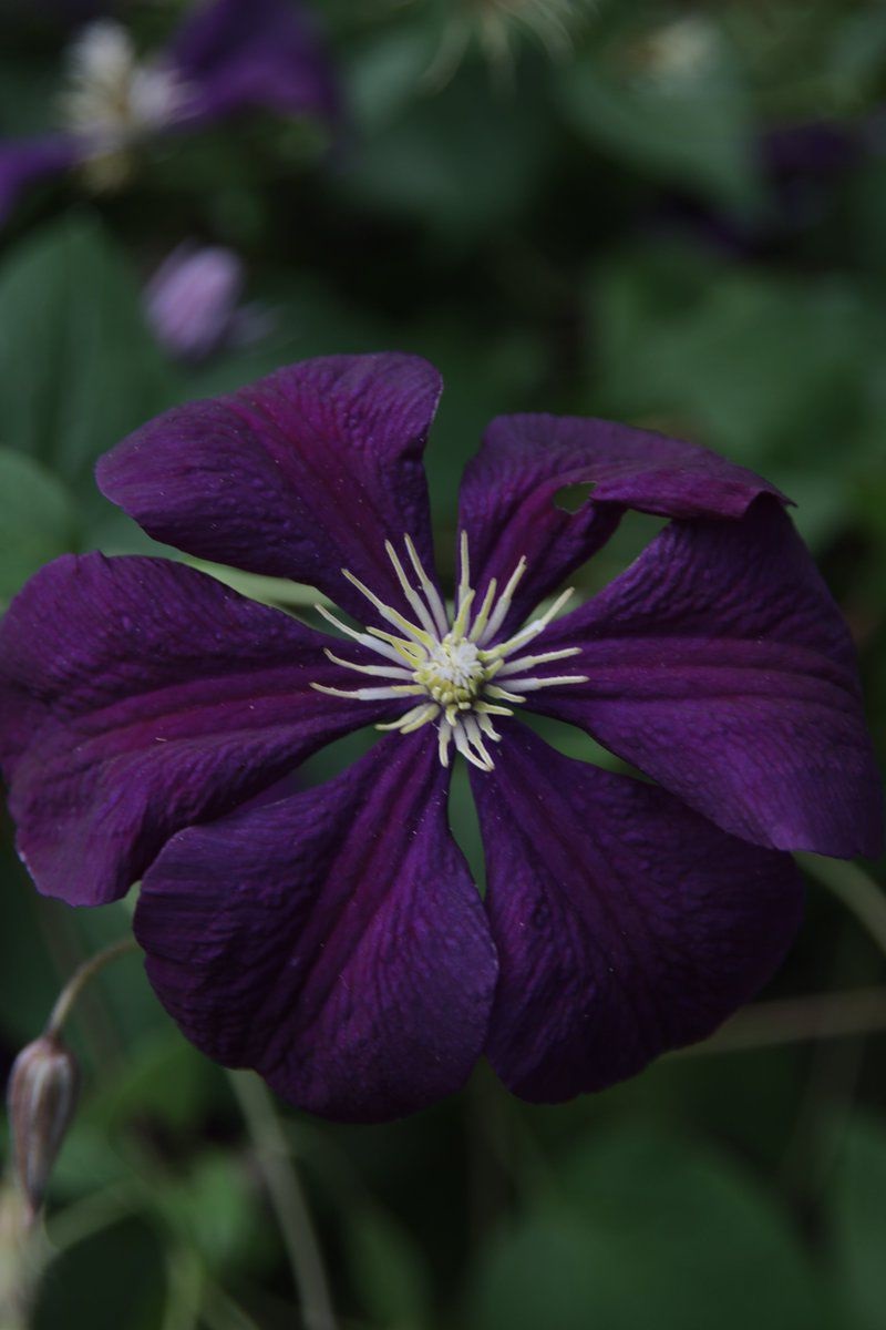 Orman Asması (Clematis) Bitki Bakım Rehberi