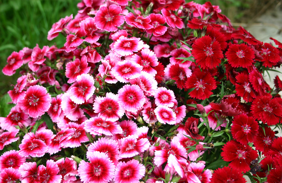 🌸 Hüsnüyusuf Çiçeği Bakım Rehberi – Bahçenizin Renkli Güzeli