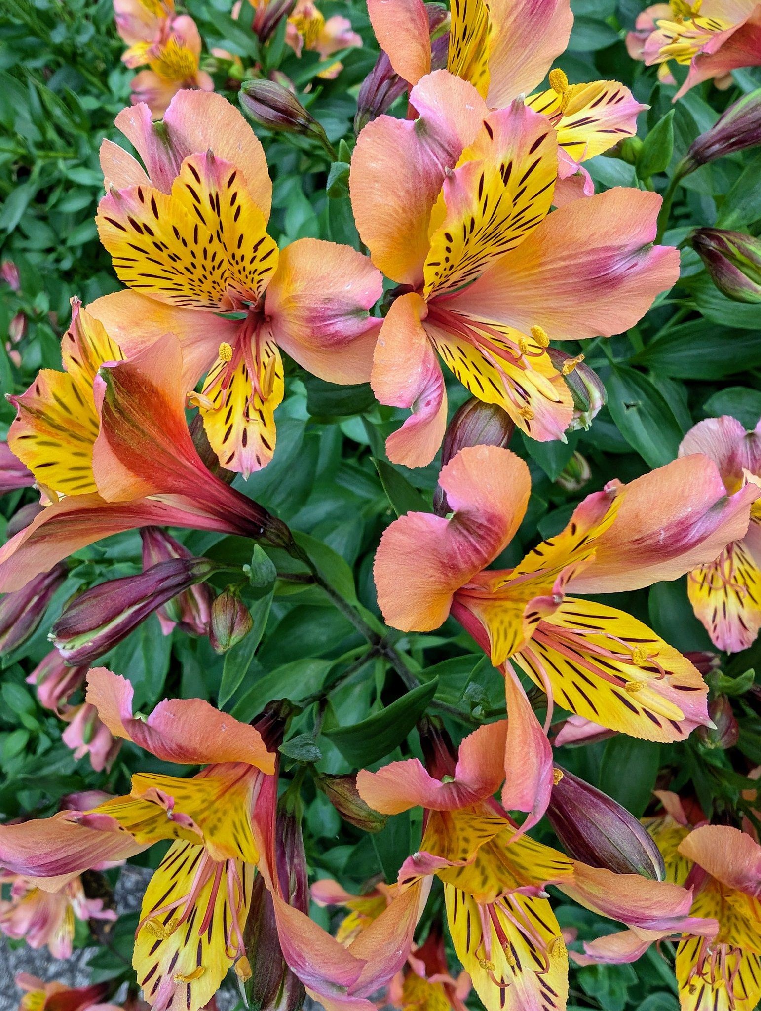 İnka Zambağı (Alstroemeria) Bitki Bakım Rehberi 🌺