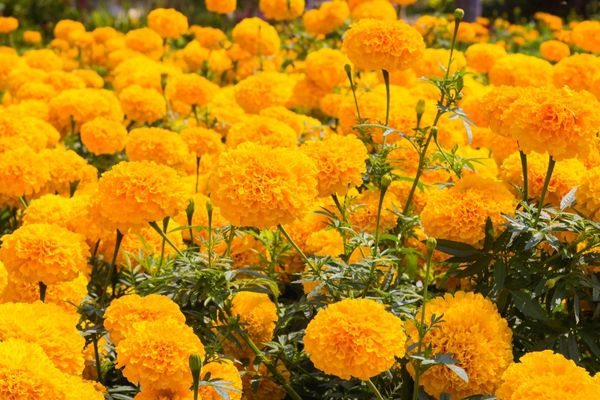 🌼 Kadife Çiçeği (Tagetes) Faydaları Nelerdir?