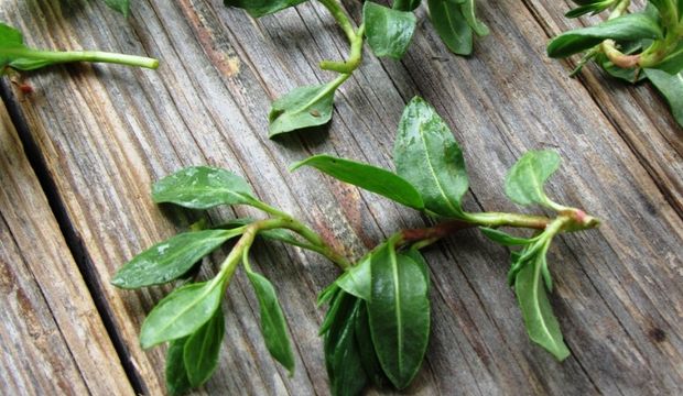 🌿 Madımak Otunun Faydaları Nelerdir? – Anadolu’nun Şifalı Yeşilliği
