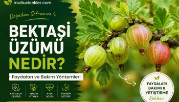 Bektaşi üzümü faydaları ve bakımı