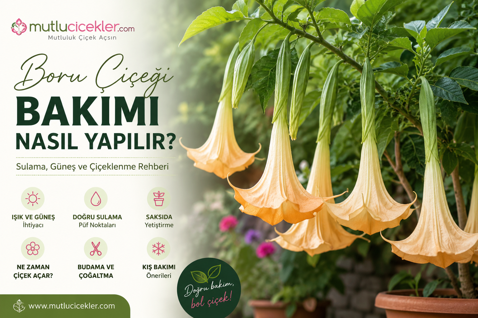 Boru Çiçeği Bakımı Nasıl Yapılır? Sulama, Güneş ve Çiçeklenme Rehberi
