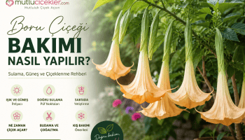 Boru Çiçeği Bakım Rehberi
