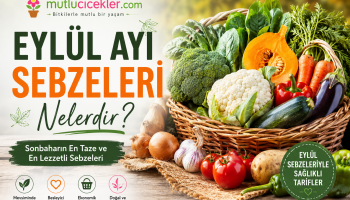 eylül ayı sebze