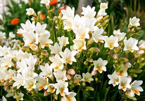 Freesia Flower Care: A Step-by-Step Growing Guide 🌸🌿