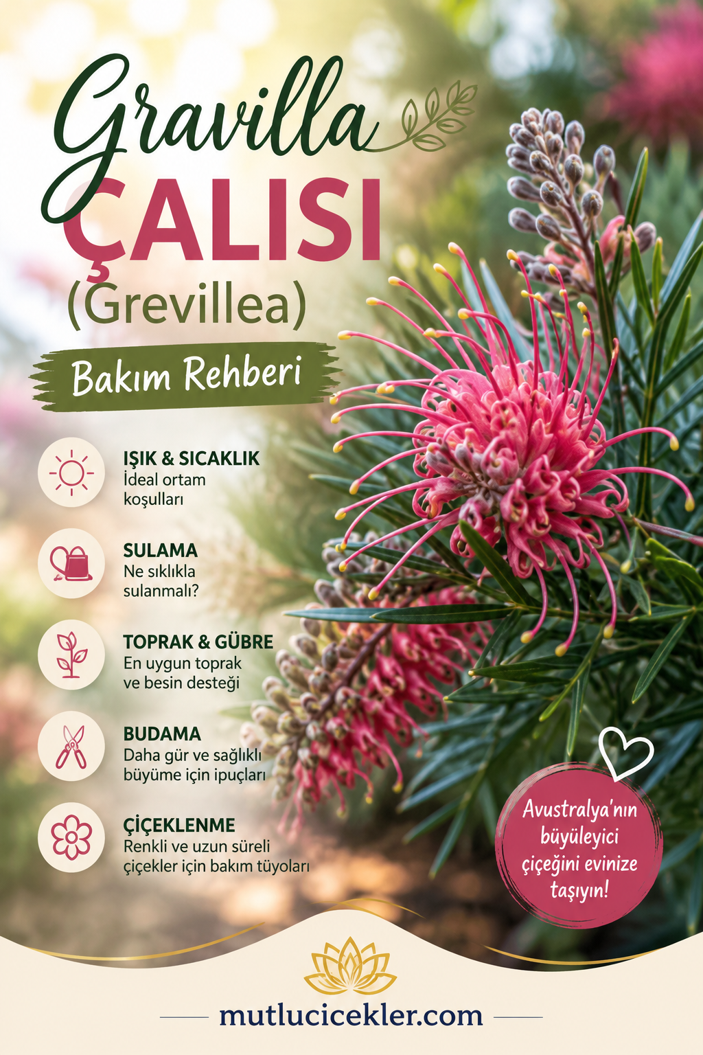 Gravilla Çalısı (Grevillea) Çiçeği Bakım Rehberi
