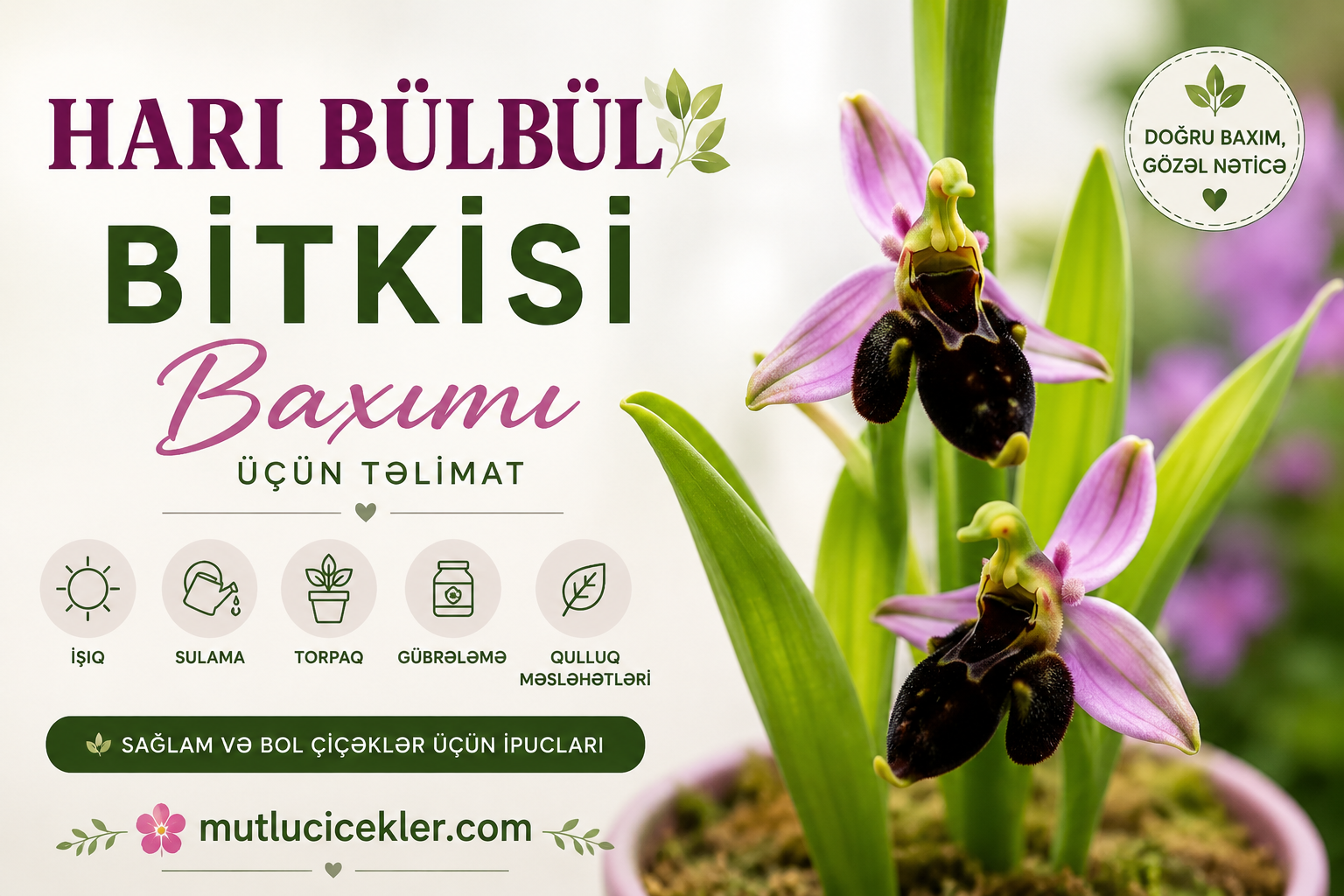 Hari Bülbül Bitkisi Baxımı Üçün Təlimat