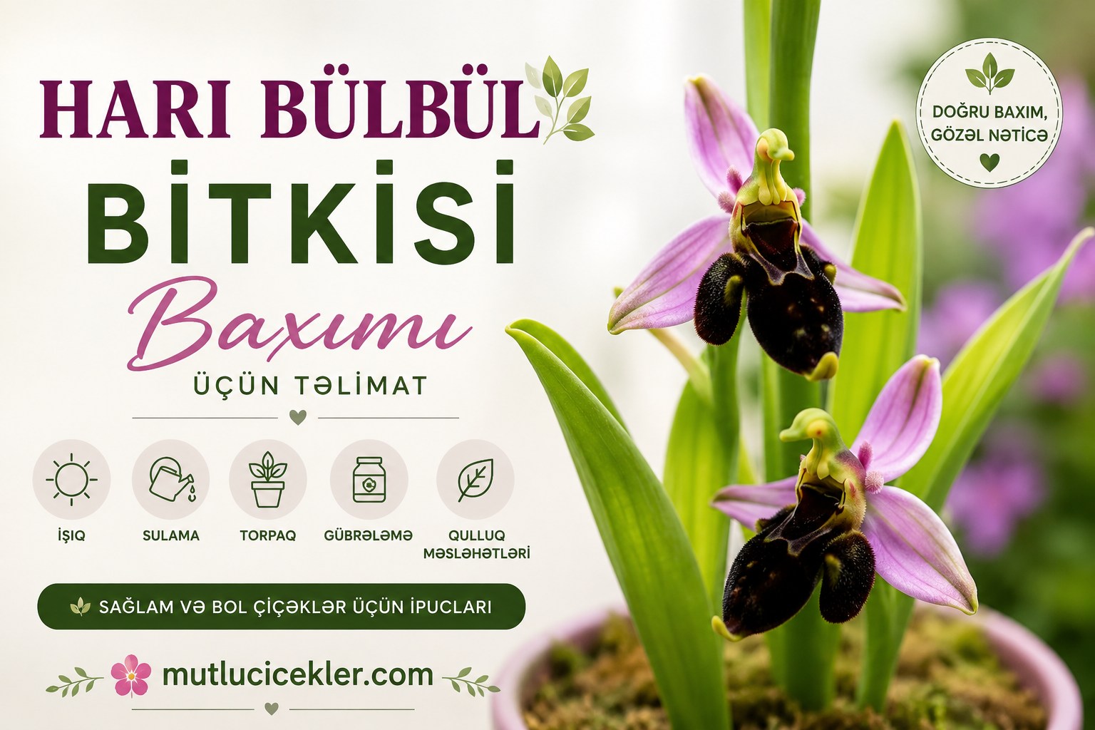 Hari Bülbül orkidası bakımı kılavuzu