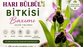 Hari Bülbül orkidası bakımı kılavuzu