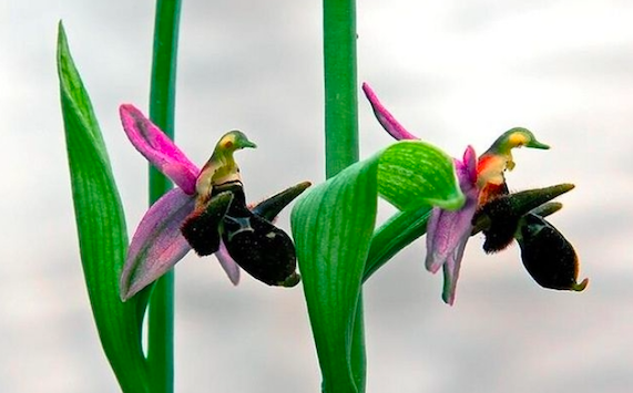Hari Bülbül Bitkisi Baxımı Üçün Təlimat