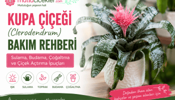 Kupa çiçeği bakım rehberi
