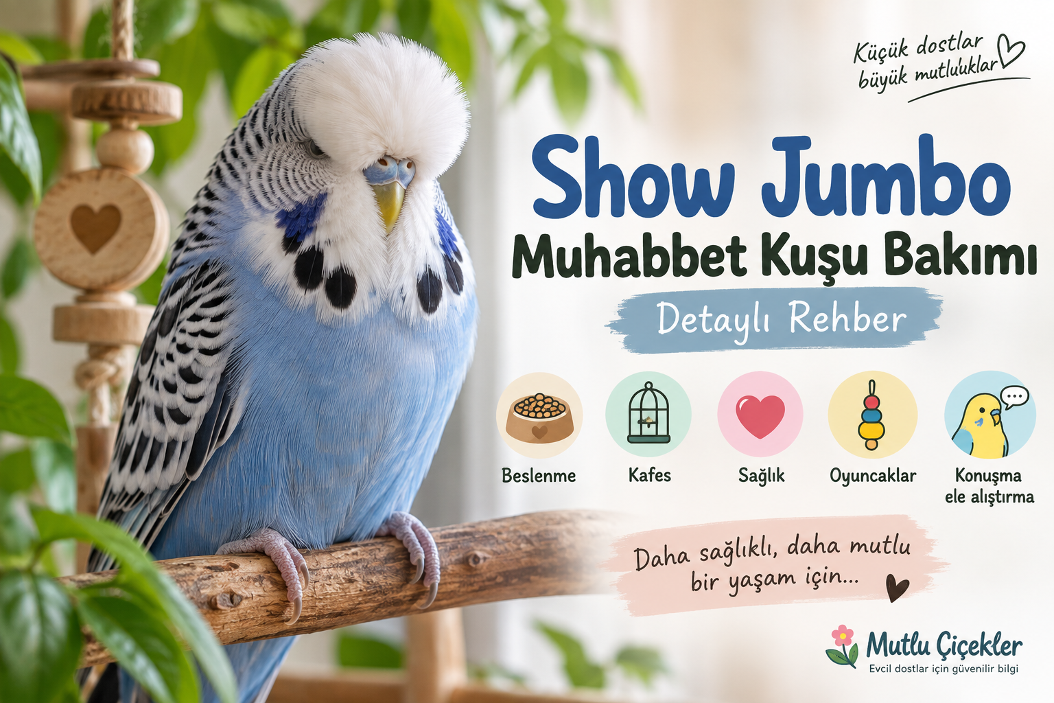 Show Jumbo Muhabbet Kuşu Bakımı: Detaylı Rehber