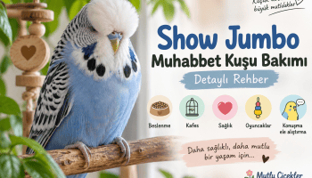 Show Jumbo muhabbet kuşu bakımı ve özellikleri