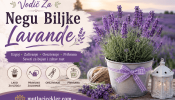 Vodič Za Negu Biljke Lavand
