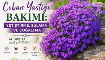 coban-yastigi-bakim-rehberi