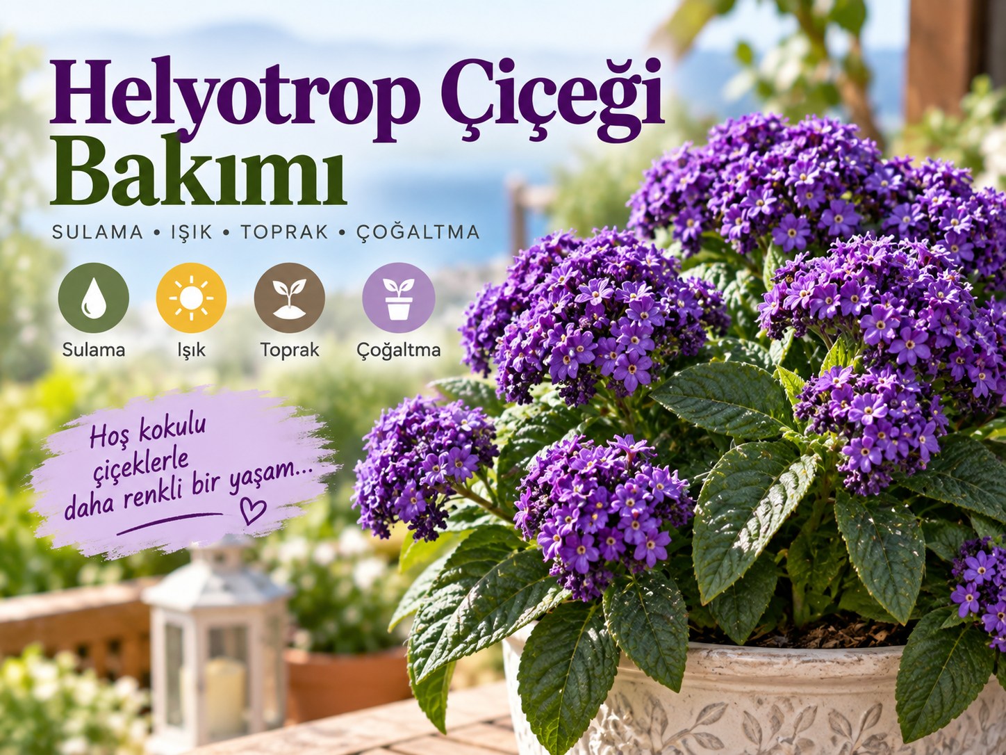 Helyotrop çiçeği bakımı için sulama, ışık, toprak ve çoğaltma rehberi