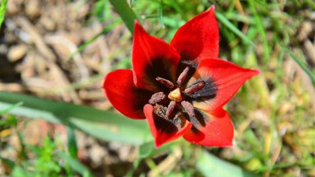 Manisa Lâlesi: Doğanın En Özel Mirası