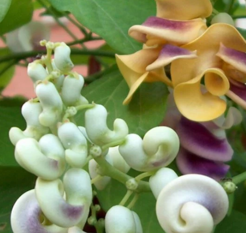 Selluka Çiçeği (İzmir Sarmaşığı) Bitki Bakım Rehberi