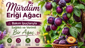 Mürdüm eriği ağacı bakımı