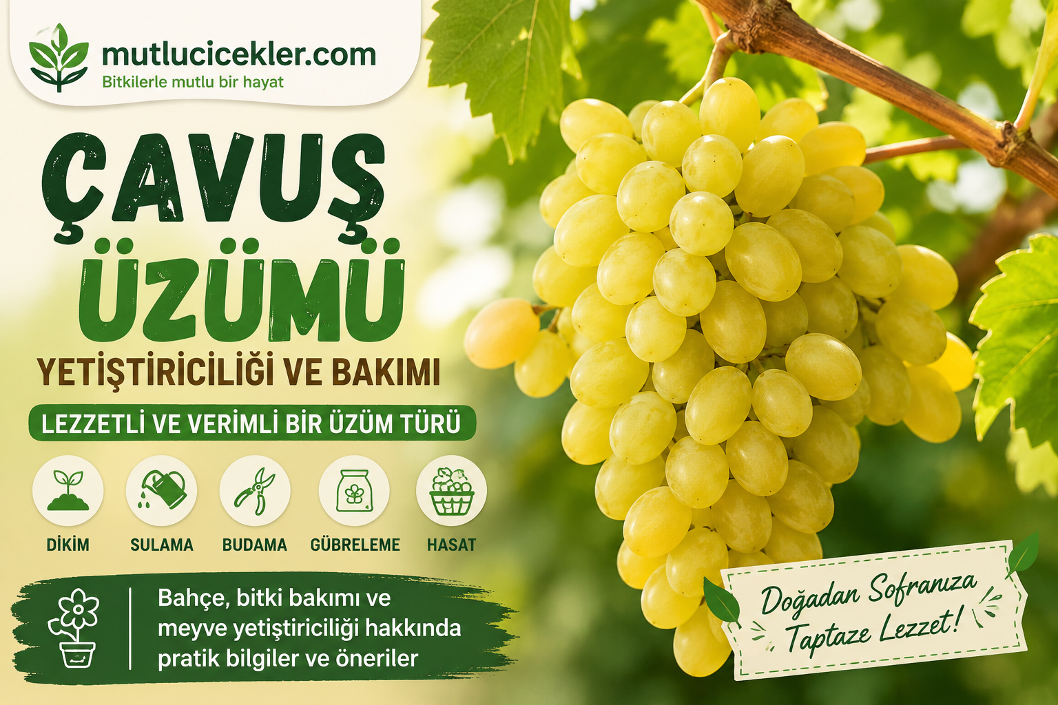 Çavuş Üzümü Yetiştiriciliği ve Bakımı: Lezzetli ve Verimli Bir Üzüm Türü