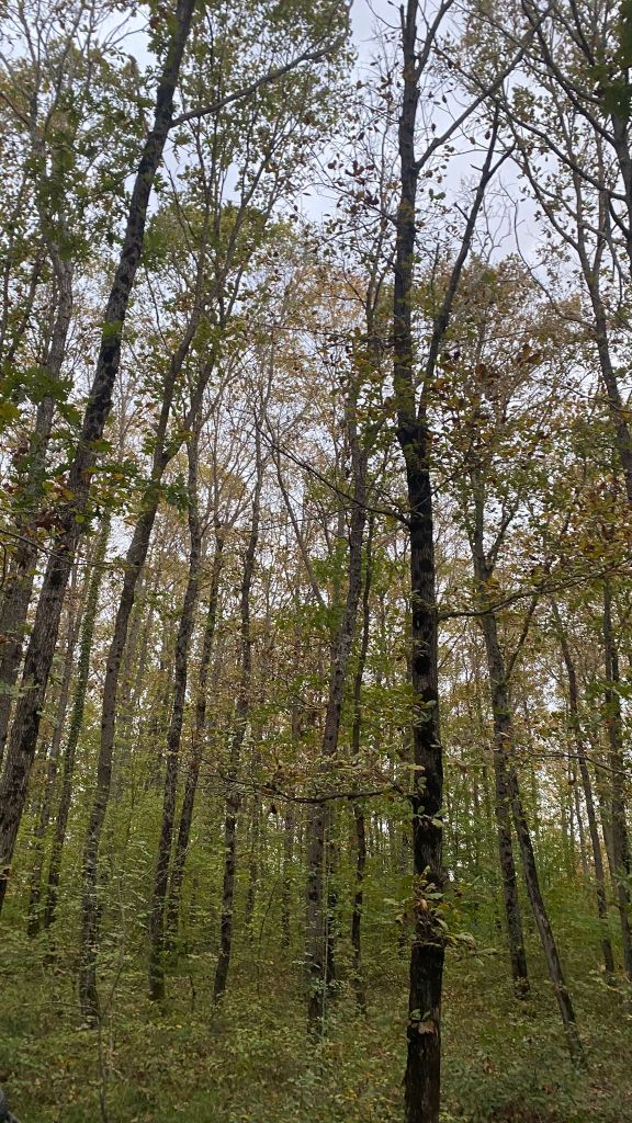 Bir orman manzarası, ağaçlarla dolu bir alan.