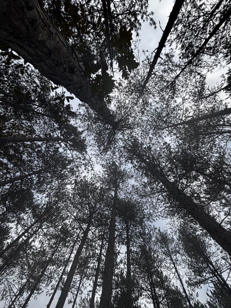Yüksek ağaçların arasından gökyüzüne bakış, doğanın sakinliğini yansıtan bir manzara.