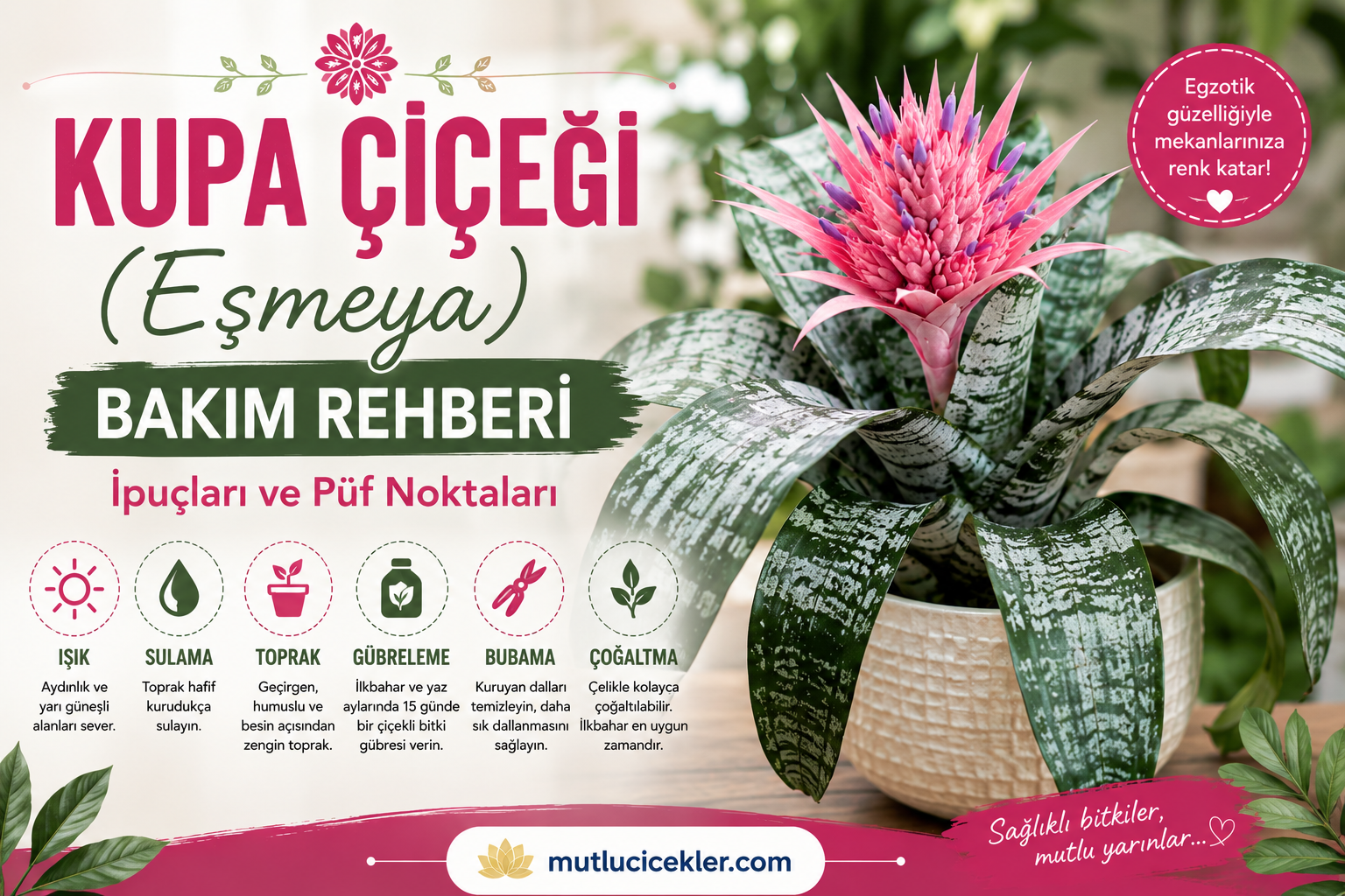 Kupa Çiçeği (Eşmeya) Bakım Rehberi: İpuçları ve Püf Noktaları 🌿✨