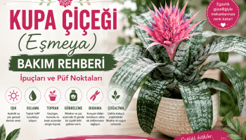 Kupa Çiçeği (Eşmeya) Bakım Rehberi