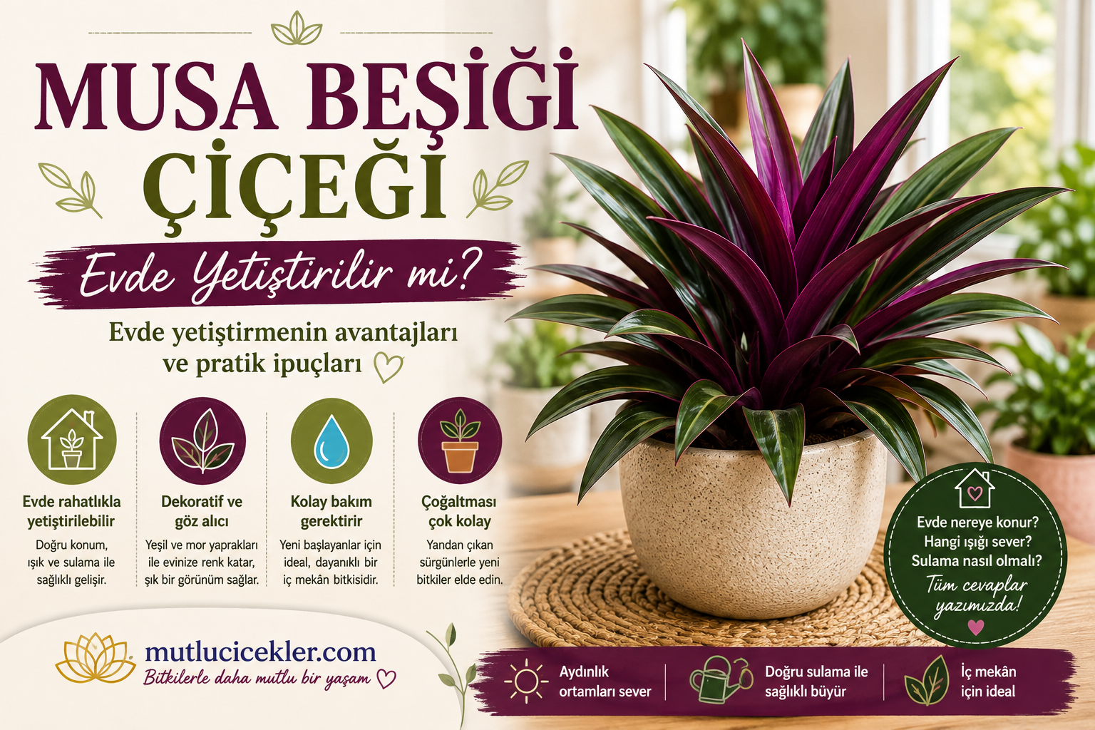 🌿 Musa Beşiği Çiçeği Evde Yetiştirilir mi? Evde Yetiştirme Rehberi