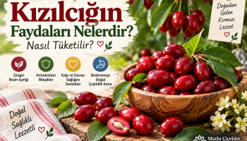 Kızılcığın faydaları ve taze Cornus mas kızılcık meyveleri