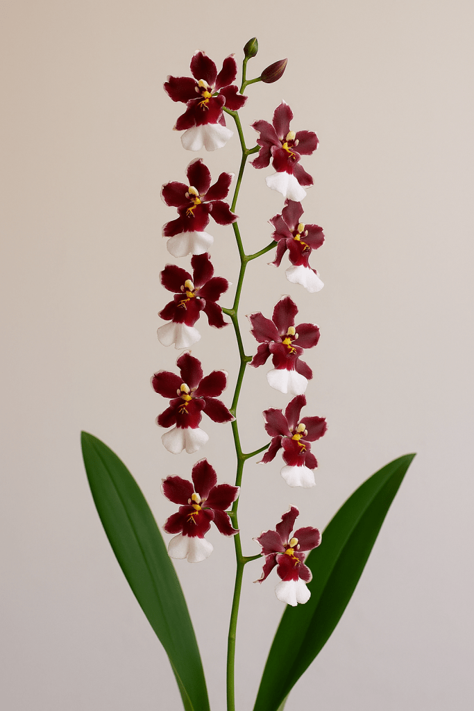 Oncidium Sharry Baby orkidesi, kırmızı ve beyaz çiçekleri olan bir çiçek dalıyla birlikte, yeşil yapraklarıyla gösteriliyor.
