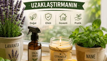 Evde Doğal Sinek Kovma Rehberi