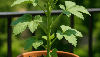 okra
