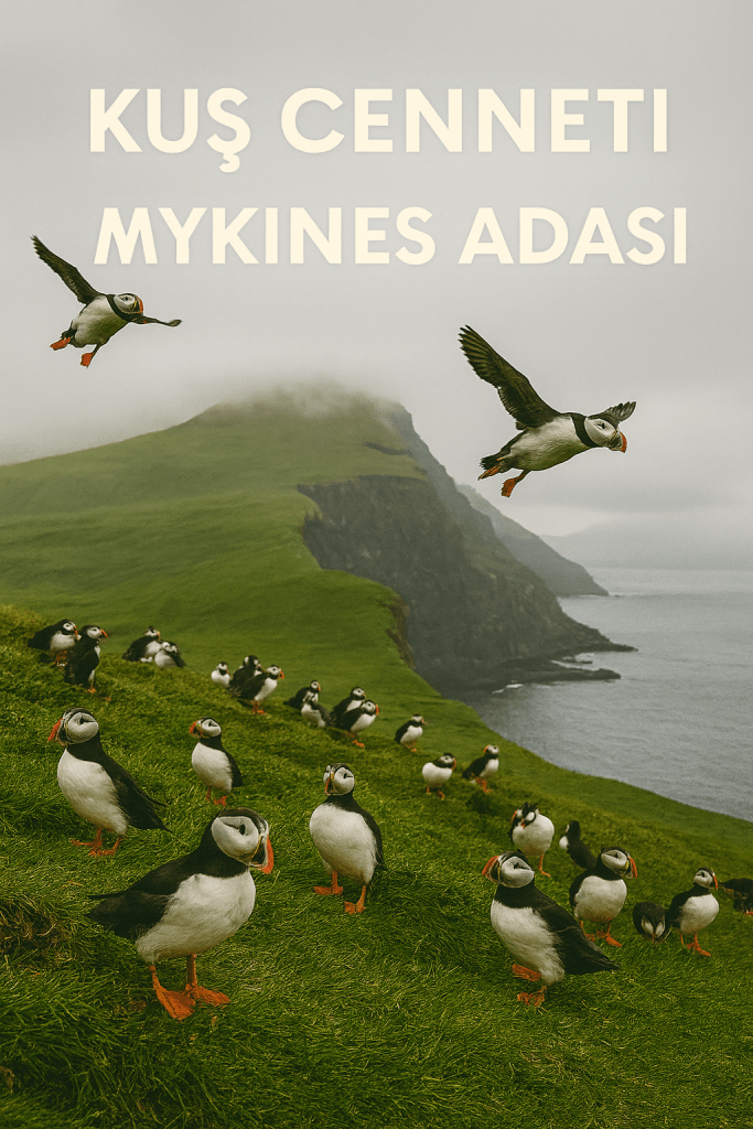 Mykines Adası'nda kuşlar, yeşil çimenler üzerinde duruyor. Arkada deniz ve dağ manzarası görünmekte.