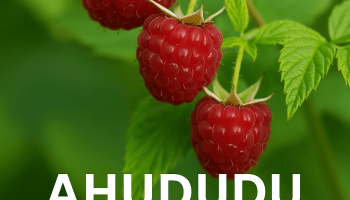 Ahududu