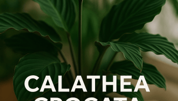 🌼 Guía de Cuidado de la Planta Calathea Crocata: La Llama Eterna del Hogar