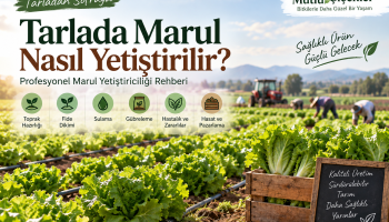 Tarlada marul yetiştiriciliği ve profesyonel marul üretimi