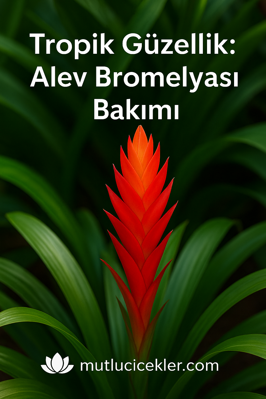 🔥 Alev Bromelyası (Vriesea) Bitki Bakım Rehberi